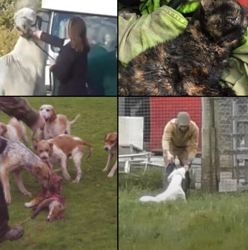 Today hunts are taking part in ‘National Trail Hunting Day’, a desperate PR attempt to salvage hunting and convince the public they’re not hunting wildlife.

They’d hate it if you RT’d this, exposing the true face of hunting. You know what to do to spoil their big day..