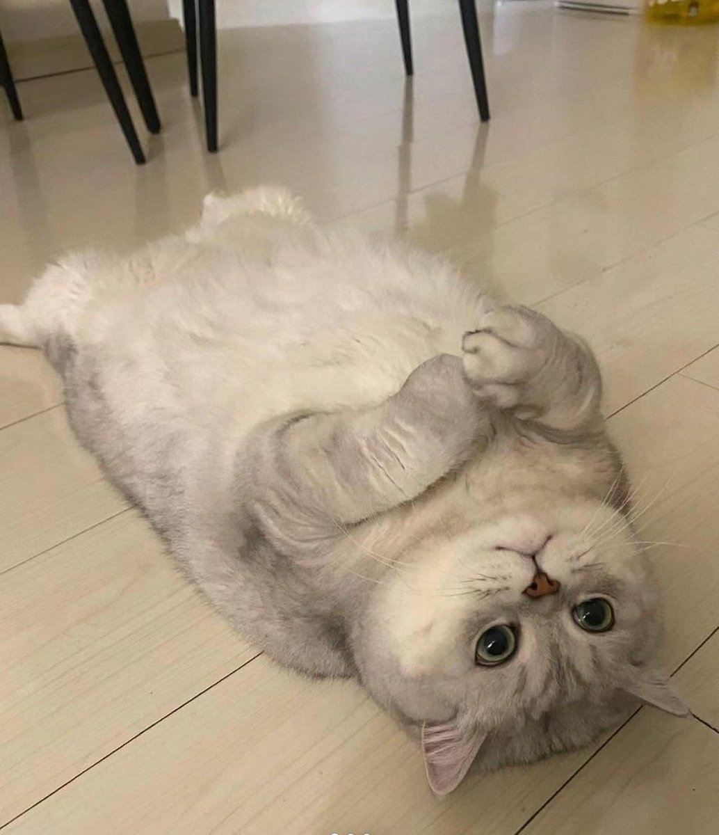 No Context Cats (@nocontextscats) on Twitter photo 