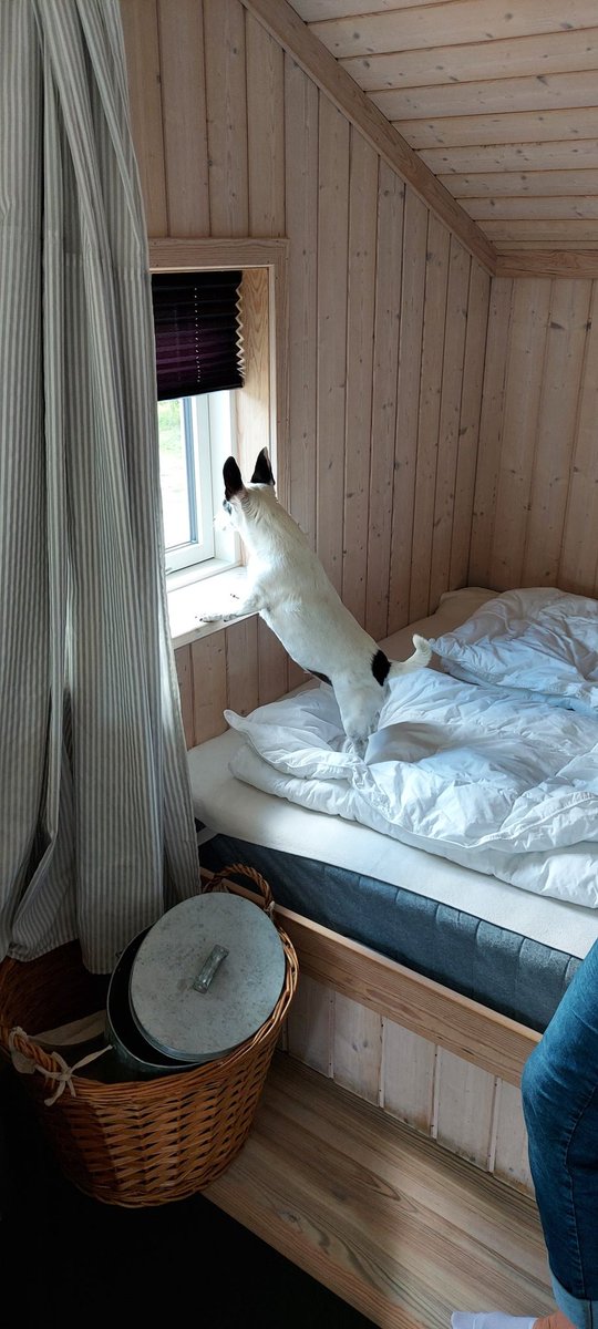 motyorgo's tweet image. Ich habe schon mal alles im Blick #Hasis #Hörnchen. 🐰🐿