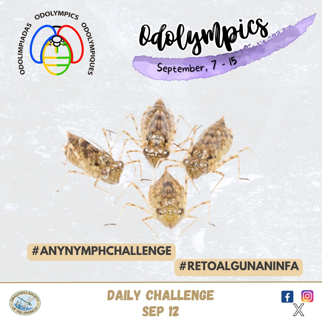 OdonataAmericas's tweet photo. The #Odolympics challenge for today is #anynymphchallenge.
Add your records on on:
๐OdonataCentral: https://t.co/C2gjVn24GE
๐INaturalist: https://t.co/OBJPCheYRe
#Odolimpiadas https://t.co/jnbP8Z4s7E