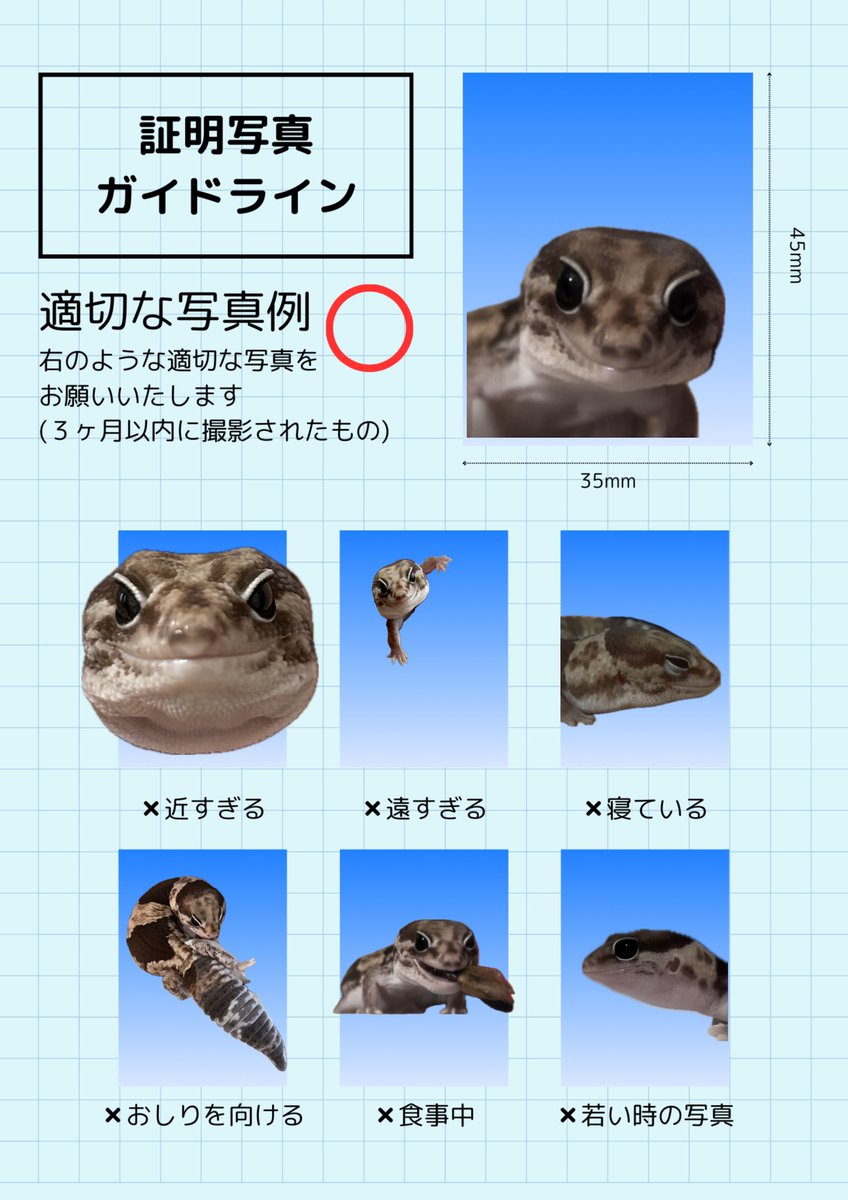 もちんの証明写真ガイドライン
#ニシアフリカトカゲモドキ
#ニシアフ　#爬虫類