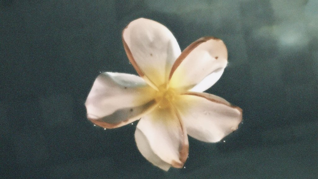 endlesslypages's tweet image. tebak nama bunga