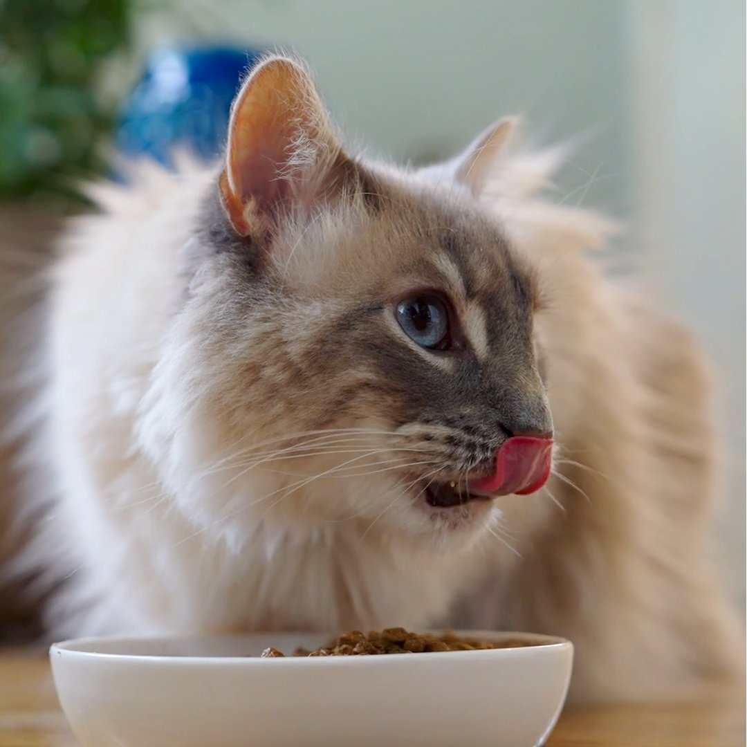 ZIWIPets's tweet photo. Topping Tip: Mixing ZIWI canned food with your pet's food base will help to enhance flavor and nutrition. Your pets will thank you!
#ToppingWithZIWI #PetNutrition #HealthyPets #PetWellness #PetFoodTips #PetLoversCommunity #ZIWIPets #PetFoodIdeas #NutritiousPets https://t.co/dhbbDjlDbb