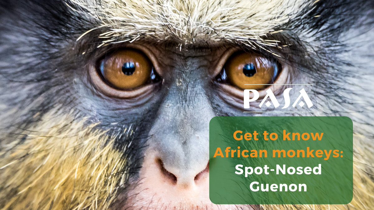 Sharpen up your African primate knowledge🐒. Discover a beautiful story of of this rescued spot nosed guenon Mogwai⬇️
 pasa.org/awareness/the-…

#Wildlife #Monkeys