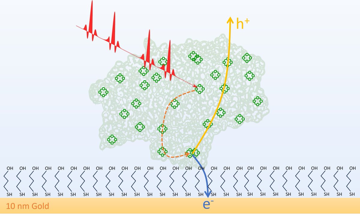 📝#NEWPaper: A team led by IBEC and ICFO has developed and validated a novel photoelectrochemical electron spectroscopy technique to probe charge separation dynamics, a crucial step for photosynthesis. Results in ACS-AMI. 

ICFO News 👉 bit.ly/3B0vXU9