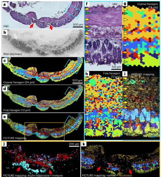 Check out FICTURE for exploring tissue architecture in large, high-res spatially resolved transcriptomics datasets from Yichen Si, Jun Hee Lee, Hyun Min Kang and colleagues! nature.com/articles/s4159…