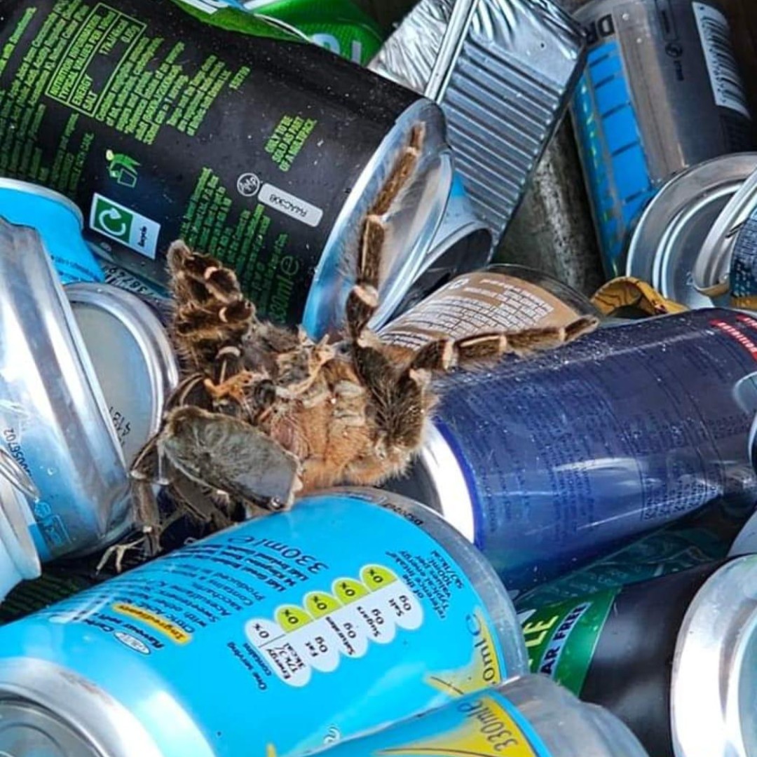 Colchester City Council tweet media