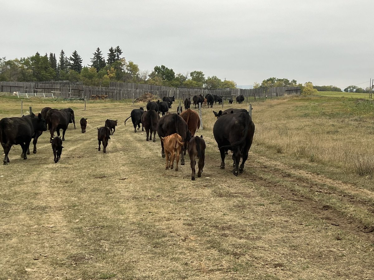 grassncows's tweet photo. No rain from the promised monsoon yet, but I am pretty sure once I pull these CIDRs it will rain on Sunday from 8am until Noon! #timedAI https://t.co/lzXC70Blcv