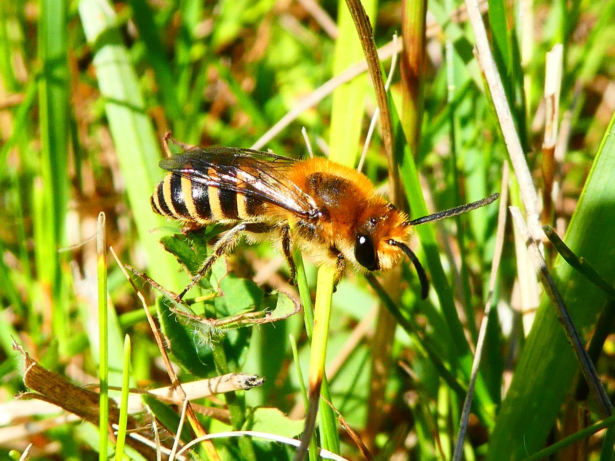 The Ivy Bees that nested in the banks of the ponds behind the wardens base have started to emerge 😁. 
Saltwells NNR, Dudley.
<a href="/EcoRecording/">EcoRecord</a> <a href="/DudleyNature/">DudleyNatureReserves</a>