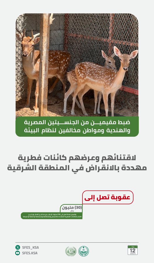 الصورة
