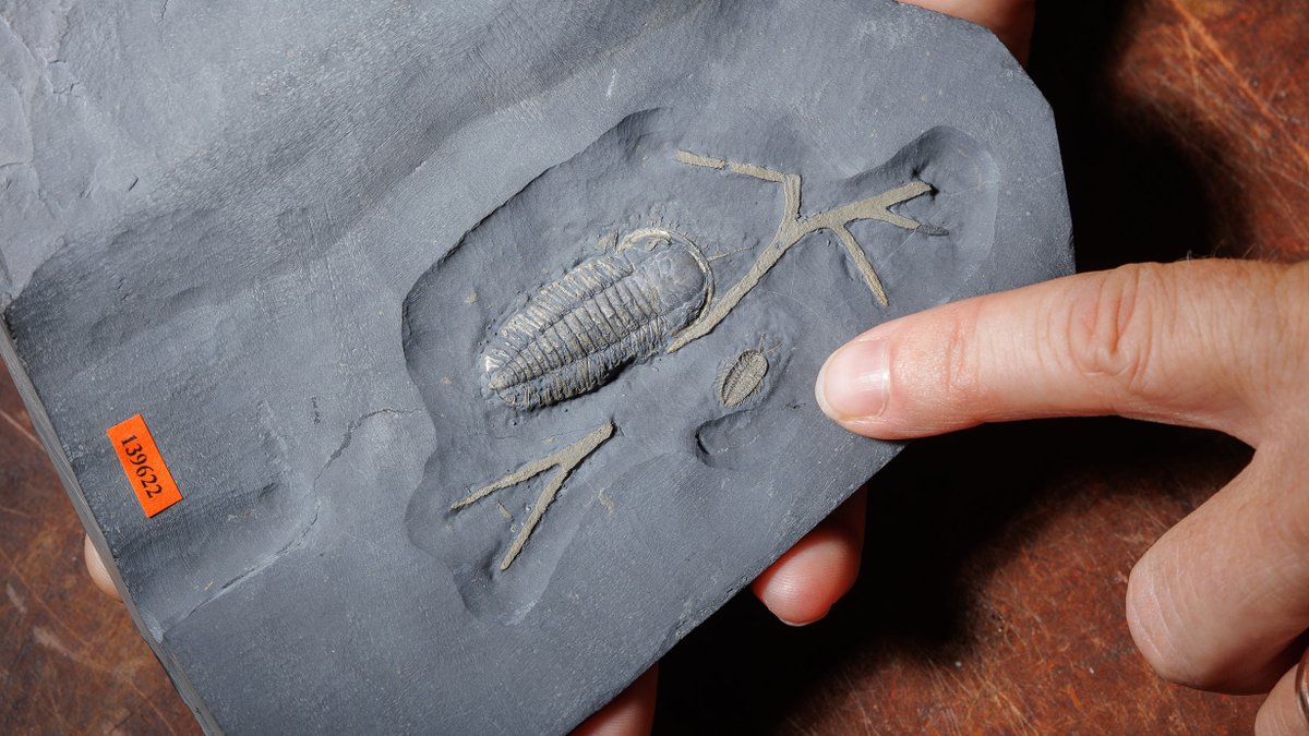 AMNH's tweet photo. Research alert! A new study finds that an extremely well-preserved fossil of Triarthrus eatoni from upstate New York has an additional set of legs underneath its head.

Read more about the research: https://t.co/z6vbJUYNT1