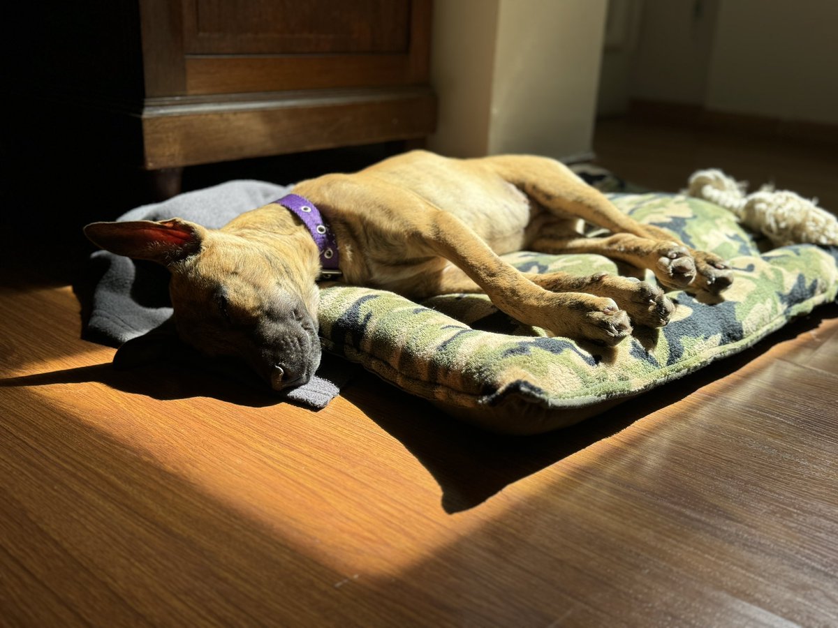 DocProgramador's tweet image. Si hay algo que le da felicidad a Mery es ver a Laisa tomando sol. Te amamos @TheMemily