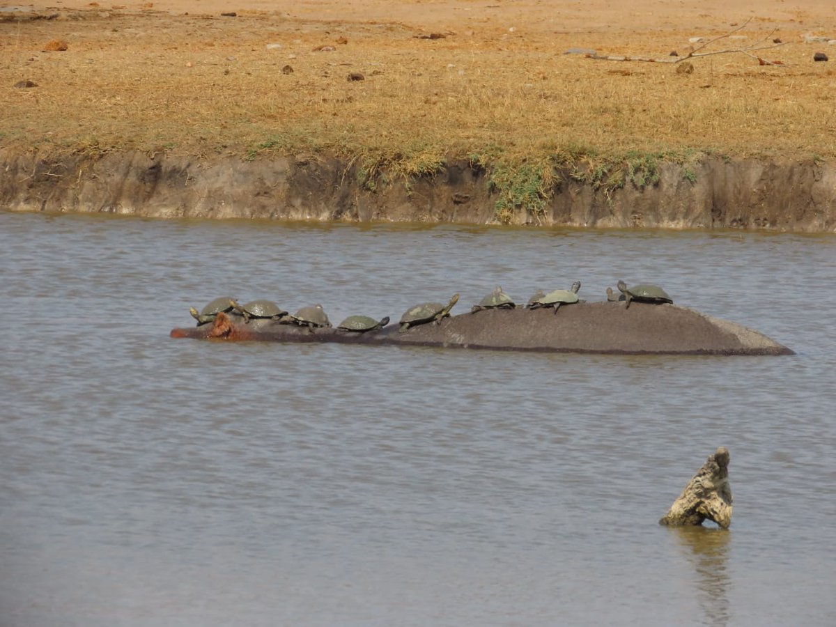 LatestKruger's tweet photo. 11:00am
1 Hippopotamus on the move
"Hippo "Uber""
Renosterpan, off H3
Near Malelane
5/5
Tinged by Gerrie - Kruger Gateway Safaris https://t.co/DiLo4efjbp
