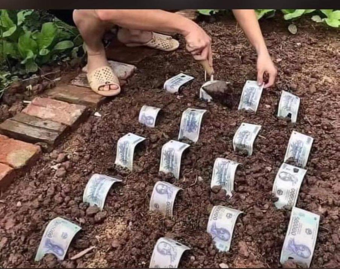 Make I see if e go grow before December 🥲😂