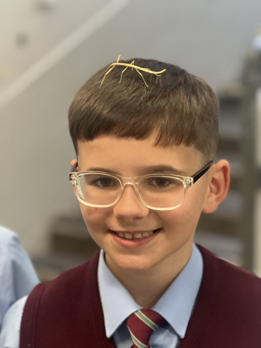 StCharlesGla's tweet photo. Our #StickInsects are growing by the day. Today Matthew’s gran came in to teach the children how to handle them and clean their tank. Our #WildlifeLeaders are now ready to train the other children so that everyone can take a turn. #ResponsibleCitizens https://t.co/2IqyeNO42e