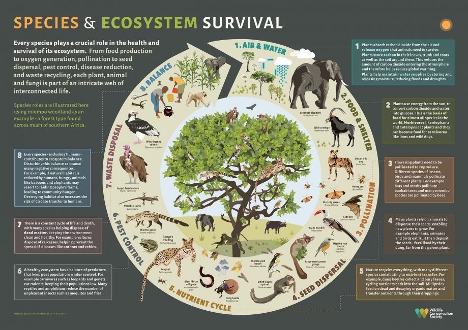 Every species plays a crucial role in our ecosystems, from food production to water recycling. Understanding these roles and connections is essential for effective conservation.   

via <a href="/TheWCS/">WCS</a>