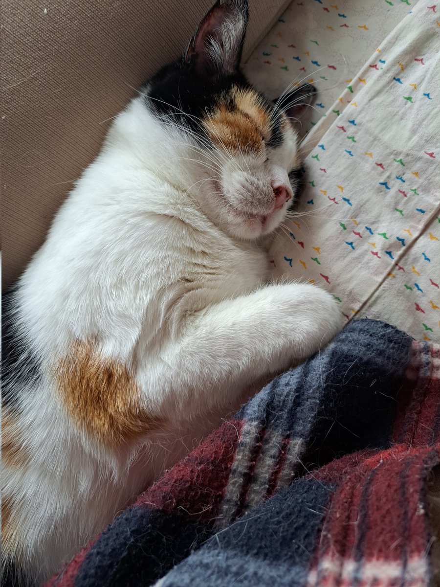 Hilta pääsi sateenkaarisillalle Iitun, Ipanan ja Ukon luo. Helpottui häneltä kivut ja vaivat. Meille tänne jääville jää iso ikävä ja kaipaus🐾😿🧡