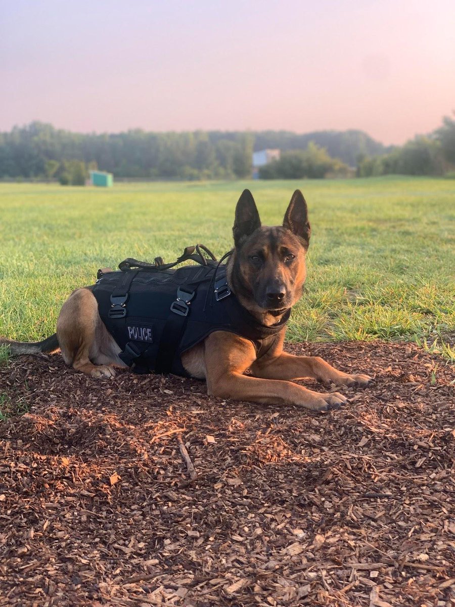 Spikesk9fund's tweet image. 🐾 Meet #K9Luca of the @flintpolicedept in Michigan. Thanks to the generosity of our donors, he is now protected by a K9 Storm #BallisticVest. 🐺

🗨️ #Pupdate from his handler: "Last month he had an apprehension on a Felonious Assault suspect! Bad guy shot a man several times