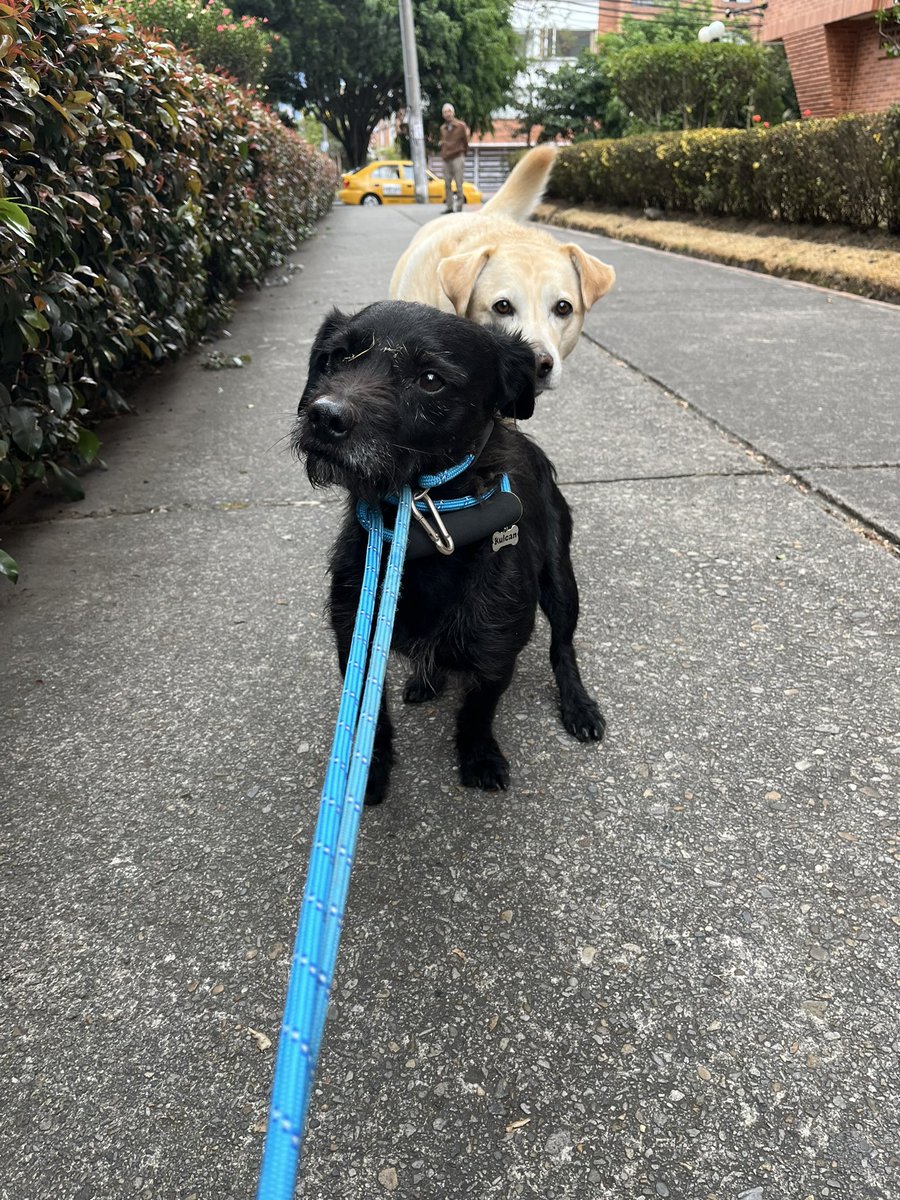 Me acabo de encontrar a este man cerca a la Virgilio Barco en Bogotá. Es dulce, chiquito y hermoso. Se me pegó todo el camino de regreso a la casa. 
Si lo conocen o a alguien que lo conozca, me avisan.