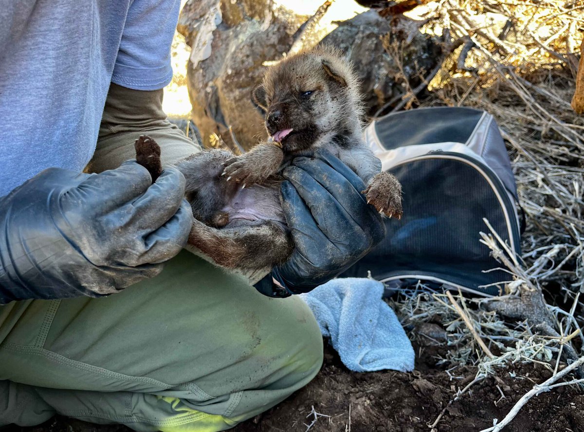 azgfd's tweet photo. This spring, a record 27 Mexican wolf pups were fostered into wild dens, boosting genetic diversity and ensuring survival! See how this effort makes a difference: https://t.co/c1A1Qdl253 #MexicanWolf #WildlifeConservation #WolfRecovery https://t.co/gAwpCTySQP