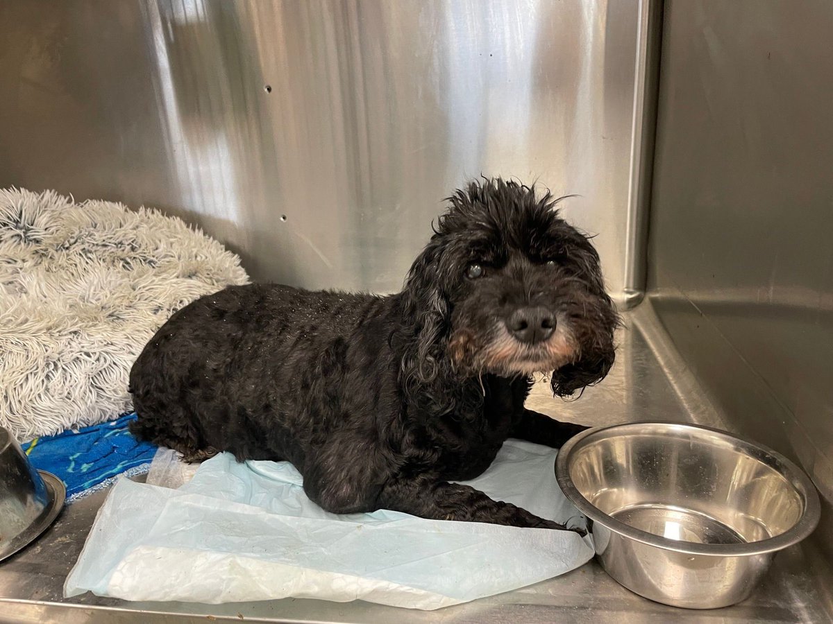 FBCASTX's tweet photo. 🐾Gary - A047352🐾

This handsome boy was found as a stray in the Tara subdivision (on Shiloh Dr). He's a super senior - about 10YO, and a Poodle mix. We've decided to call him Gary.

Gary came in with matted fur and very long nails, but since he was already neutered it's clear https://t.co/UubC8RDMND