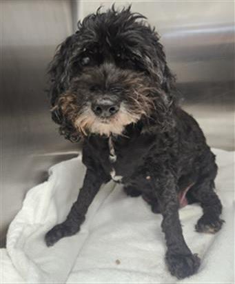 FBCASTX's tweet photo. 🐾Gary - A047352🐾

This handsome boy was found as a stray in the Tara subdivision (on Shiloh Dr). He's a super senior - about 10YO, and a Poodle mix. We've decided to call him Gary.

Gary came in with matted fur and very long nails, but since he was already neutered it's clear https://t.co/UubC8RDMND