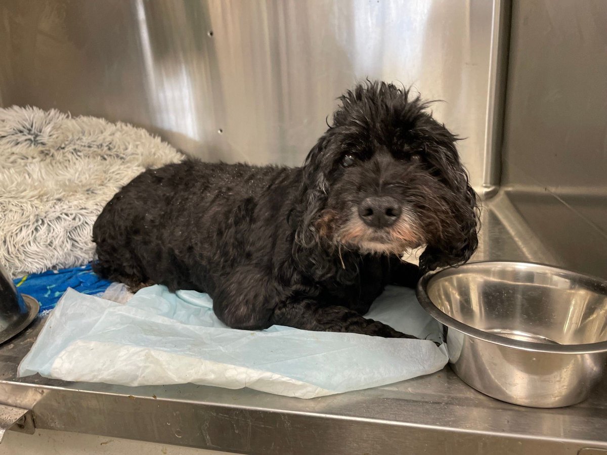 FBCASTX's tweet photo. 🐾Gary - A047352🐾

This handsome boy was found as a stray in the Tara subdivision (on Shiloh Dr). He's a super senior - about 10YO, and a Poodle mix. We've decided to call him Gary.

Gary came in with matted fur and very long nails, but since he was already neutered it's clear https://t.co/UubC8RDMND