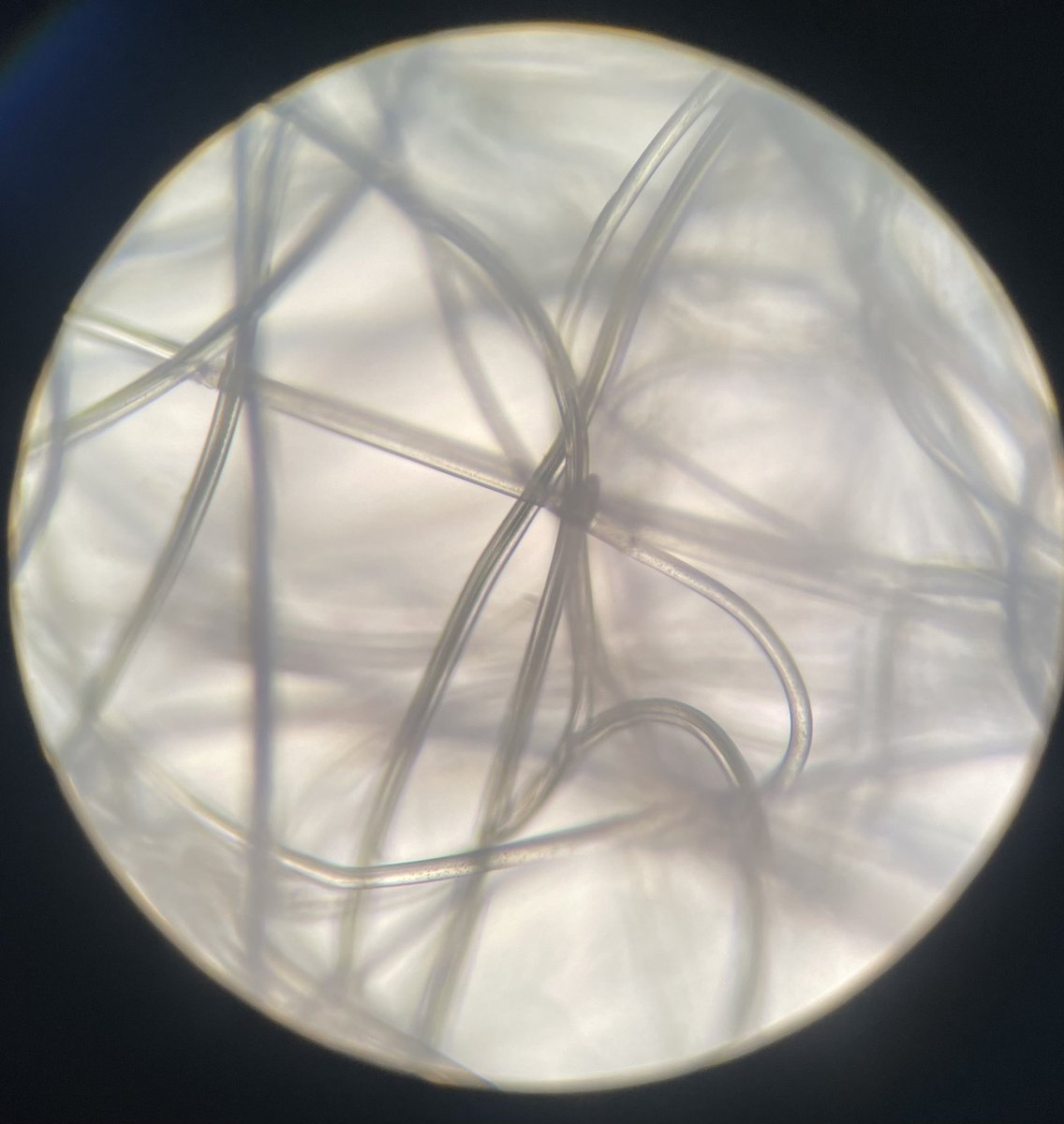GlatzScience's tweet photo. Today in Biology Class, we are exploring the microscopic world!  Check out this mosquito larvae, flower petal, packaging material and hair!  Stay tuned for pics tomorrow from our Pond Water Safari!  GO COMETS!! https://t.co/lhbZXHf850
