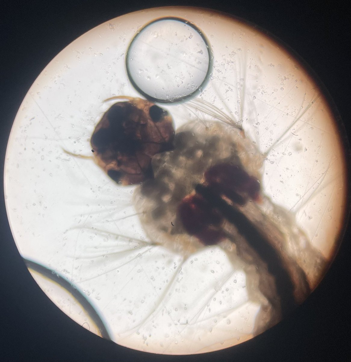 GlatzScience's tweet photo. Today in Biology Class, we are exploring the microscopic world!  Check out this mosquito larvae, flower petal, packaging material and hair!  Stay tuned for pics tomorrow from our Pond Water Safari!  GO COMETS!! https://t.co/lhbZXHf850