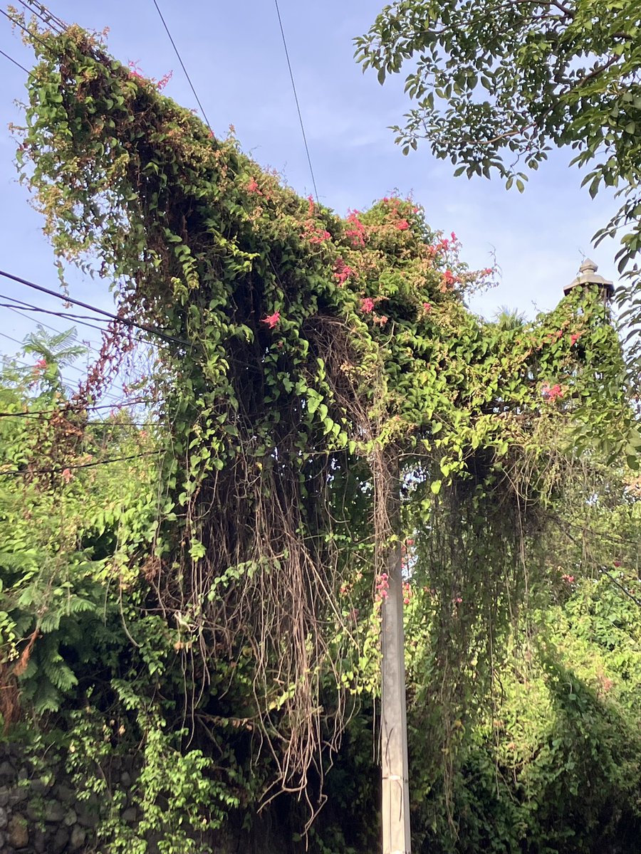sammimdo's tweet photo. 2 años ya la enredadera invadiendo poste y a punto de que los cables choquen. 2x han venido a trasquilar ✂️ 🌳  y la dejan aun llamandoles la atención a la misma. Ahora el💡ya no sirve, no se puede cambiar; por lo tanto esta tétrico de lo oscuro.  @CFE_Contigo https://t.co/dEXWA2JbQh
