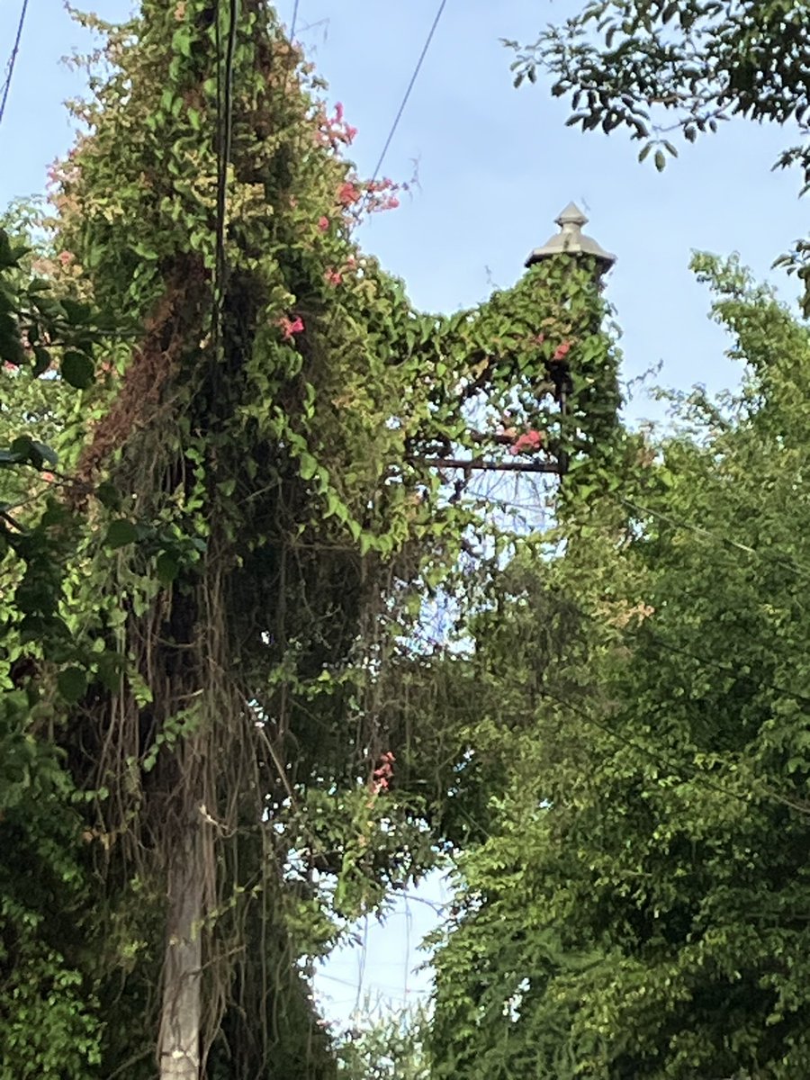 2 años ya la enredadera invadiendo poste y a punto de que los cables choquen. 2x han venido a trasquilar ✂️ 🌳  y la dejan aun llamandoles la atención a la misma. Ahora el💡ya no sirve, no se puede cambiar; por lo tanto esta tétrico de lo oscuro.  <a href="/CFE_Contigo/">CFE_Contigo</a>