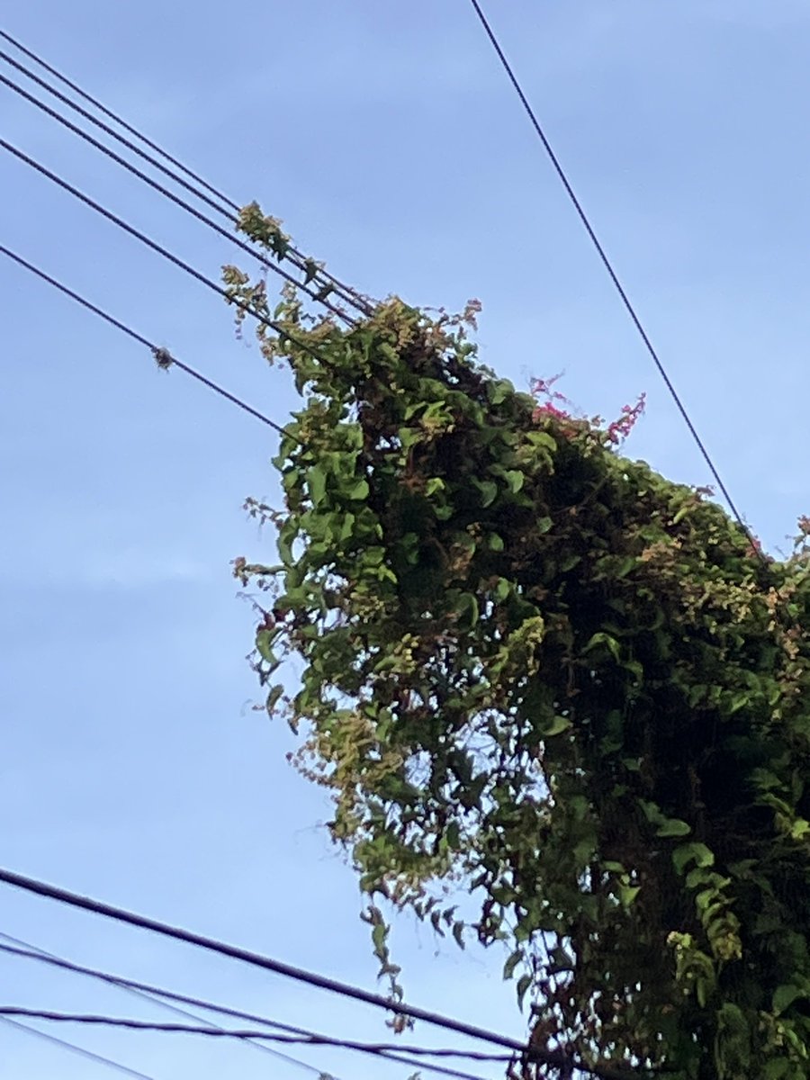 sammimdo's tweet photo. 2 años ya la enredadera invadiendo poste y a punto de que los cables choquen. 2x han venido a trasquilar ✂️ 🌳  y la dejan aun llamandoles la atención a la misma. Ahora el💡ya no sirve, no se puede cambiar; por lo tanto esta tétrico de lo oscuro.  @CFE_Contigo https://t.co/dEXWA2JbQh