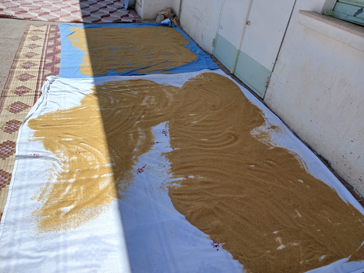 HajerBENGHANEM's tweet photo. #PRIMAProgram #Medwhealth #INRAT  #GDAAinBabouche preparing traditional #couscous using harvested raw materials #Svevo #Faridur.A beautiful blend of heritage #Sustainability and innovation  #MediterraneanCuisine #LocalCommunities
@medwhealth @DinaNajjar4 @Visio80 @FrancescoSEST15 https://t.co/GAPMDYyPlV