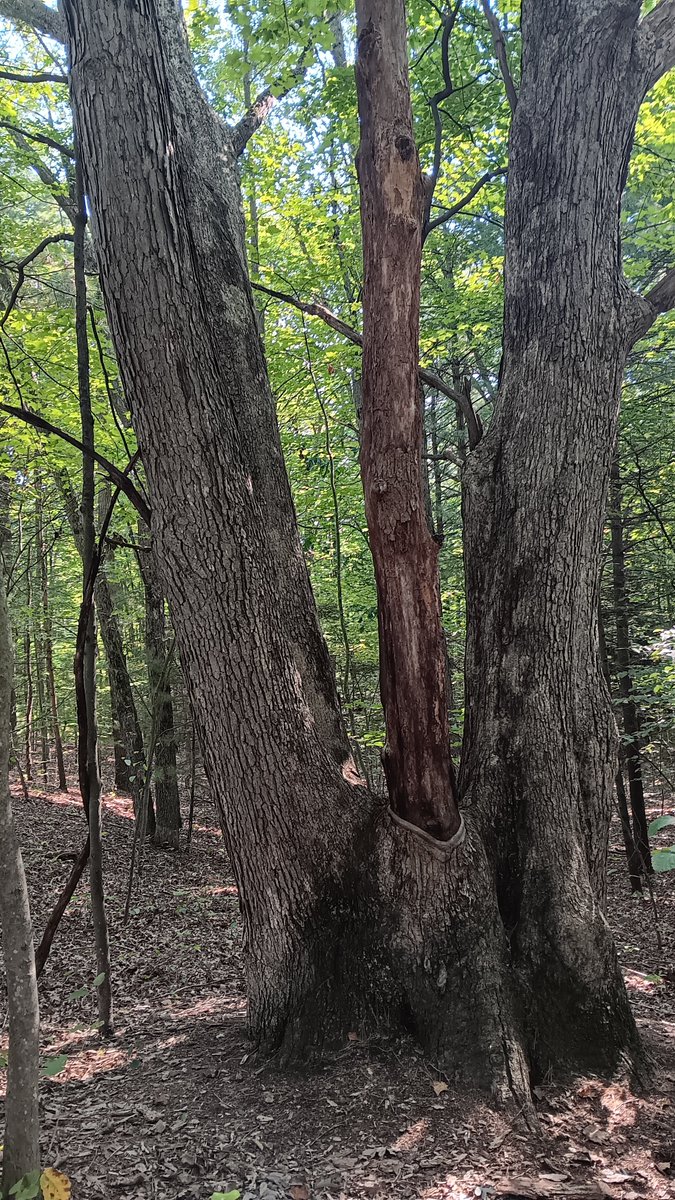 MattRyanW's tweet photo. Even trees believe #abortions  are necessary. #HarrisWalz2024 #TrumpVance2024 #reproductiverights #VoteHarrisWalz2024 #Debate2024 #PresidentialDebate @KamalaHarris @realDonaldTrump @VP #th https://t.co/MInf42Euwt