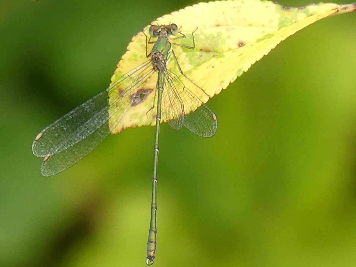 #RecordOfTheWeek Willow Emerald from North Somerset - 1st recorded from our area last year. Noticeably longer than the Emerald with no blue, and likely to be found on overhanging trees.
📷 Gareth Roberts