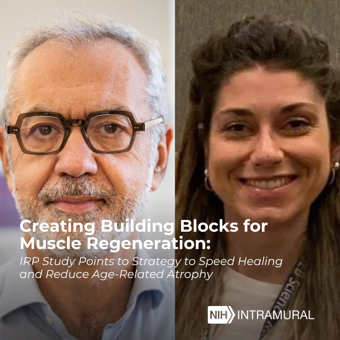 Research led by Drs. Vittorio Sartorelli (@sartorellliv) and Veronica Ciuffoli reveals insights into how our cells create the energy and building blocks needed to repair our muscles: go.nih.gov/a1Dl77H #NIH_IRP

This could lead to new ways of helping people recover from
