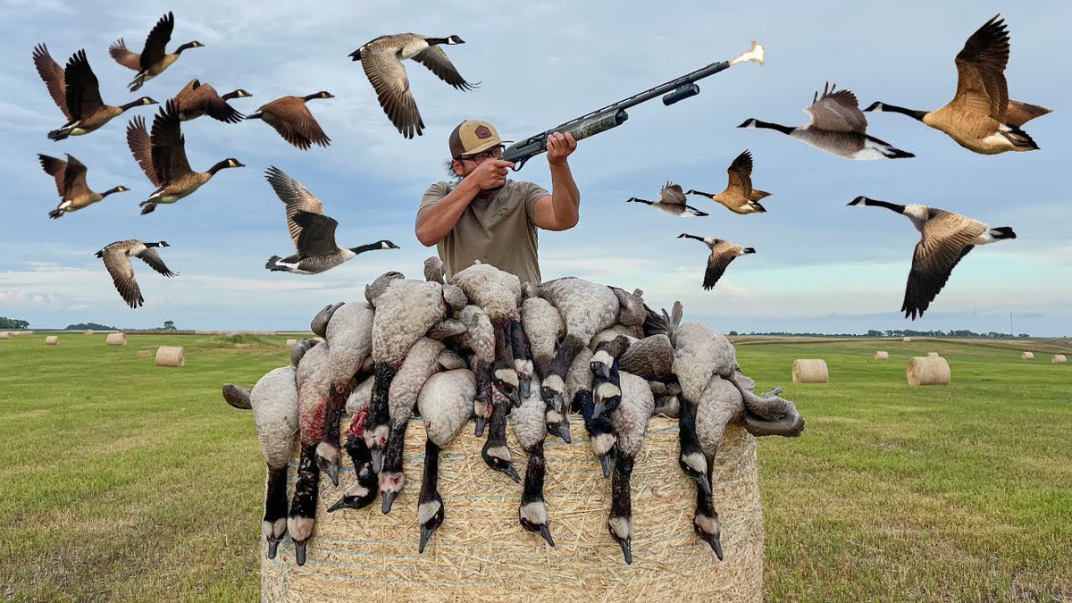 dennly109's tweet photo. #𝐈𝐦𝐦𝐢𝐠𝐫𝐚𝐭𝐢𝐨𝐧: Dosye #Springfield la pa sispann chanje , li sòti nan chat li rive nan chen, Jodi a deba chita sou “Geese” paske li trè pwobab gen evidans gen yon rezidan ki te repòte li wè 2 fanm ak 2 gason yo chak yon “Goose” nan men yo. 

Bon! Ann antre nan dosye a. Eske manje Geese se peche? Non. Banm pale nou de “goose” ki se sengilye ki gen pou pliryèl “Geese”.

Geese se Zwa, yon bèt ki tèlman gen valè yo fè pwovèb sou li kòmkwa manje zwa se zafè moun ki gen lajan. An pasan, pa gen bèt sa nan tout rakwen an Ayiti okontrè se yon espès ki ra anpil pou sa nou konnen.

Zwa / Goose gen anpil fanmi tankou kana, yon banm lòt bèt bèk laj. Pou m klè ak nou, ayisyen pa menm renmen kana menm paske yo fè esperyans vyann kana fad konsa anpil #Ayisyen pa manje li epi nou pa gen yon bon listwa ak Kana paske yo salòp anpil epi yo saf, vale larim pase yo nan pwen! Hekkk! Jan pwovèb lan di l lan tèt kanna pa monte tab.

✔️ La, banm vini sou vrè mesaj m vle fè pase a, isi #Etazini tout bagay gen prensip, menm mabouya ou wè atè a gen fason pou trete l pou m pa twò ekzajere. 

✔️Yo chase “Geese” nan #Ohio men se pa sa ki nan plas piblik yo, fòk ou gen yon lisans pou sa, genyen yon epòk pou sa, genyen yon kantite ou kapab chase tou. Tout bagay yo sou kontwòl se pa tankou ou pran fistibal ou tonbe tire ramye, pa ekzanp “Eagle”ki se yon gwo senbòl pou ameriken bèt sa yo se chapo ba! Si w pouse youn yon kout wòch li mouri se $100.000 kòm amannn wap peye mete sou yon lane prizon.

✔️ Li mande anpil jefò pou entegre nou pa bò isi paske nou nan yon peyi ki chita sou prensip, toutan map di nou sa. Lè w wè yon nèg pandye sou yon pon ap peche pwason li gen yon lisans pou sa, gen lisans pou antre nan yon park pou touye kochon mawon ( Wid Boar) epi fè netwaye l pou ou paske anpil ameriken manje vyan sa paske l chaje ak pwoteyin. Tout se yon kesyon prensip. 

✔️ Se prensip ki fè peyi a gran paske yon peyi ki chaje ak moun ki sòti tout kote, si tout moun tap aplike tout ki sa ki pase lakay yo bò isi nou menm nou pa tap la tou paske lwa pwoteje tout moun. Mwen depi m bliye pèmi kondwi m m pap deplase san li paske se prensip. Pwovèb lan klè sou sa, si w nan vil Wòm ou dwe konpòte w tankou women. 

👉 Pa néglige pataje sa yo ak lot paske pa gen moun ki dwe ignore lalwa, paske di w pat konn lalwa pap fè yo pa boure w nan prizon pou sa. 

#Entegration #Haitians