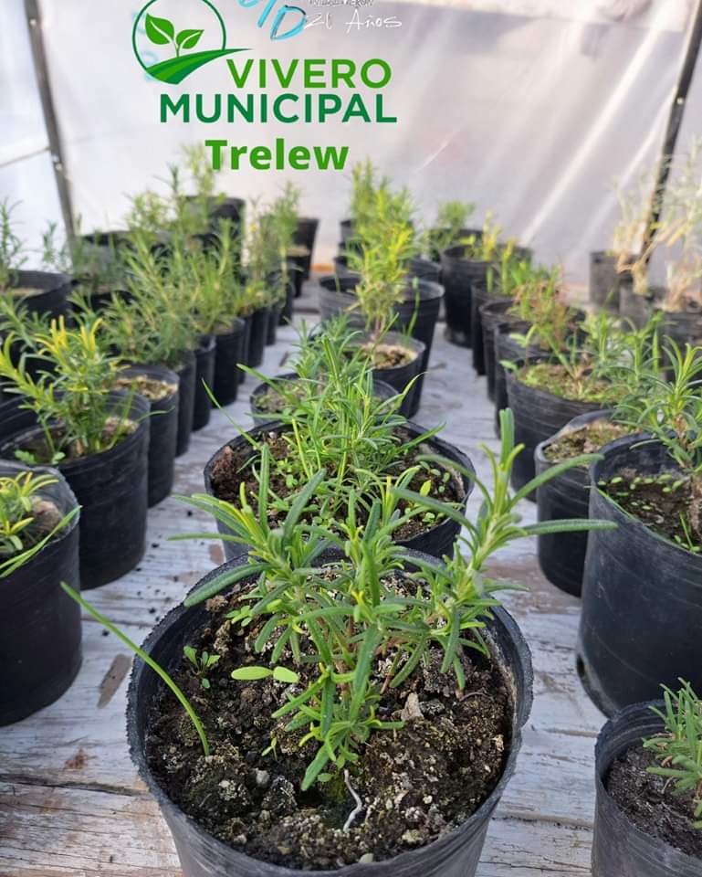 MaruOrtizTw's tweet photo. 🌱 #ViveroMunicipalTrelew
"Hemos logrado posicionar este espacio. Ya estamos acondicionando todo para el color de la temporada de primavera. Son productos agroecológicos y muy buscados", Nicolás Sifuentes en @CadenaTiempo 🎧
📍 Nahuelpan, casi Alfredo García (cerca de #Esc3) https://t.co/zaMPyGYQzJ