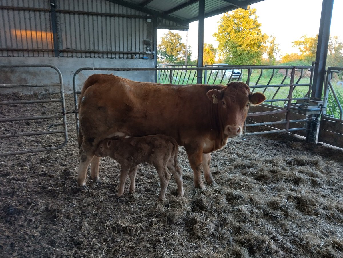 LM2014  heifer with her telfers Munster heifer calf unassisted 🐄🐮