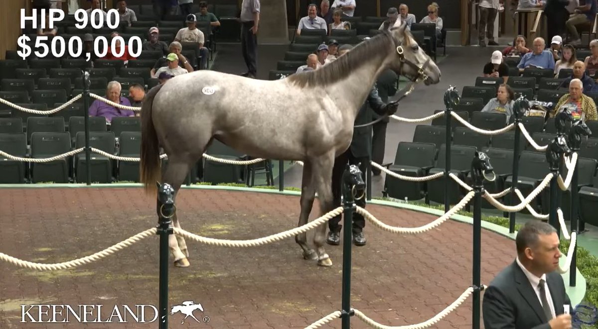 DarleyAmerica's tweet image. 🔥#EssentialQuality, 2024's current leading freshman sire of yearlings by median, is represented by another six figure lot @keenelandsales September with hip 900 bringing $500k!

🐎Consigned by @WarrendaleSales, Belladonna Racing was the purchaser with @reredevaux as agent.…