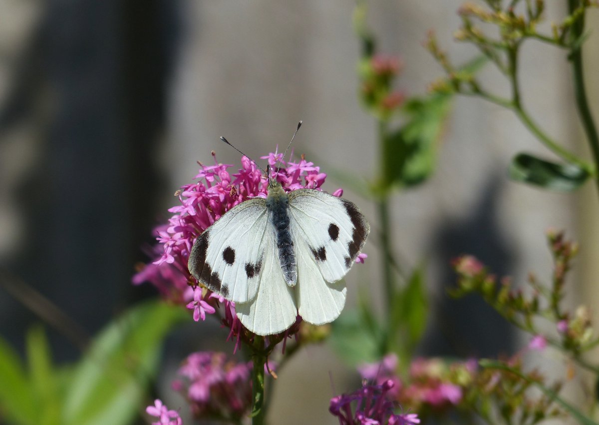 Matthew Oates tweet media