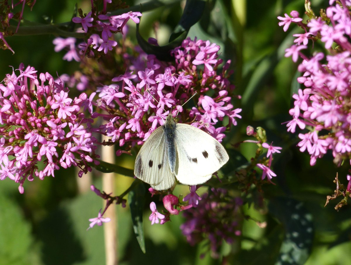 Matthew Oates tweet media