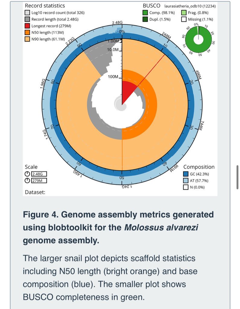 Bat1k Genome Project (@bat1kgenomes) on Twitter photo It's out! The genome sequence of Molossus alvarezi wellcomeopenresearch.org/articles/9-522… 🦇 @Nancy_Bat @bat_biomes <a href="/myrtani/">myrtani</a> <a href="/B_P_OT/">Brian O'Toole</a> <a href="/erichjarvis/">Erich Jarvis</a> <a href="/Sonja_Vernes/">Prof Sonja Vernes, Bat Boffin🦇🌈</a>
<a href="/mai_meike/">Meike Mai</a> <a href="/EmmaTeeling1/">Emma Teeling</a> <a href="/BatBiology_org/">Bat Biology Foundation</a> 🦇🦇 It's out! The genome sequence of Molossus alvarezi wellcomeopenresearch.org/articles/9-522… 🦇 @Nancy_Bat @bat_biomes <a href="/myrtani/">myrtani</a> <a href="/B_P_OT/">Brian O'Toole</a> <a href="/erichjarvis/">Erich Jarvis</a> <a href="/Sonja_Vernes/">Prof Sonja Vernes, Bat Boffin🦇🌈</a>
<a href="/mai_meike/">Meike Mai</a> <a href="/EmmaTeeling1/">Emma Teeling</a> <a href="/BatBiology_org/">Bat Biology Foundation</a> 🦇🦇