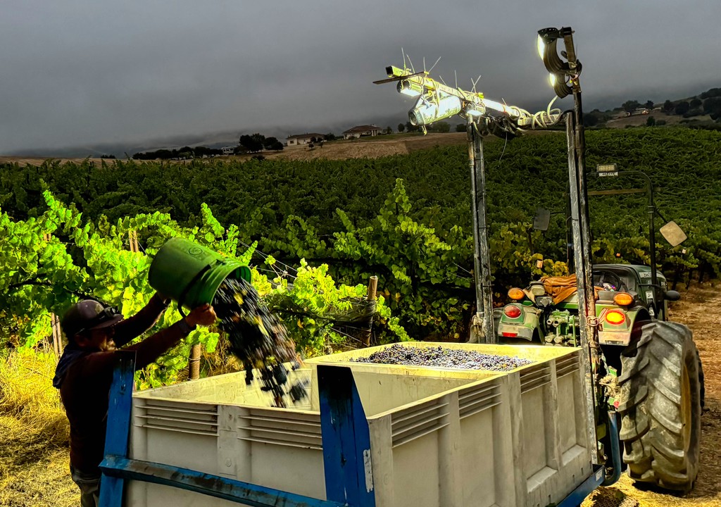 ampeloscellars's tweet photo. Tractors are going with the strong led lights on - the boom box is playing 106.7 with traditional Mexican songs – Jesus is managing the crew to gently cut the black, tiny Pinot Noir clusters and Chencho is bringing them back to the picking bins.

Harvest at Ampelos is on! https://t.co/5P6QF0bfCl