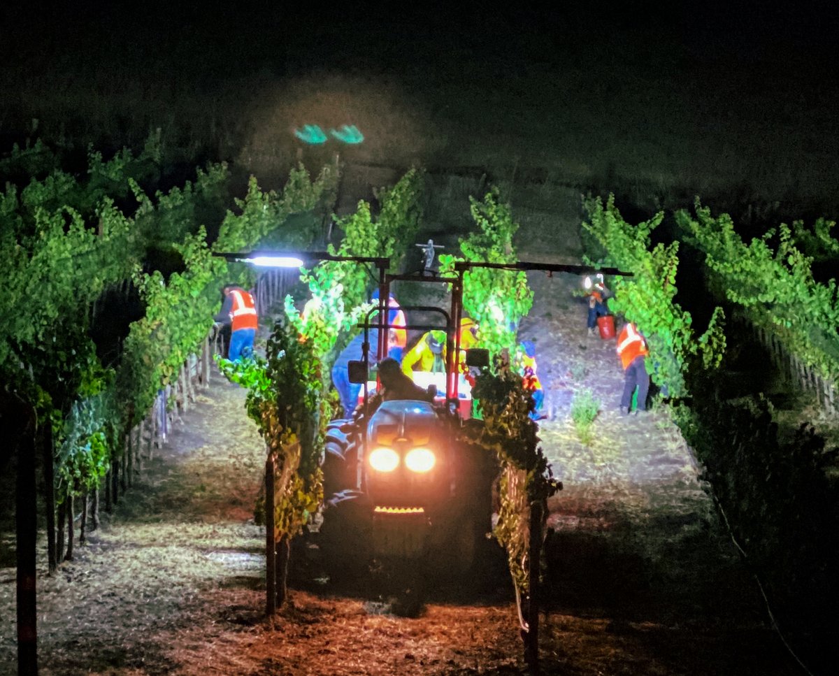 ampeloscellars's tweet photo. Tractors are going with the strong led lights on - the boom box is playing 106.7 with traditional Mexican songs – Jesus is managing the crew to gently cut the black, tiny Pinot Noir clusters and Chencho is bringing them back to the picking bins.

Harvest at Ampelos is on! https://t.co/5P6QF0bfCl