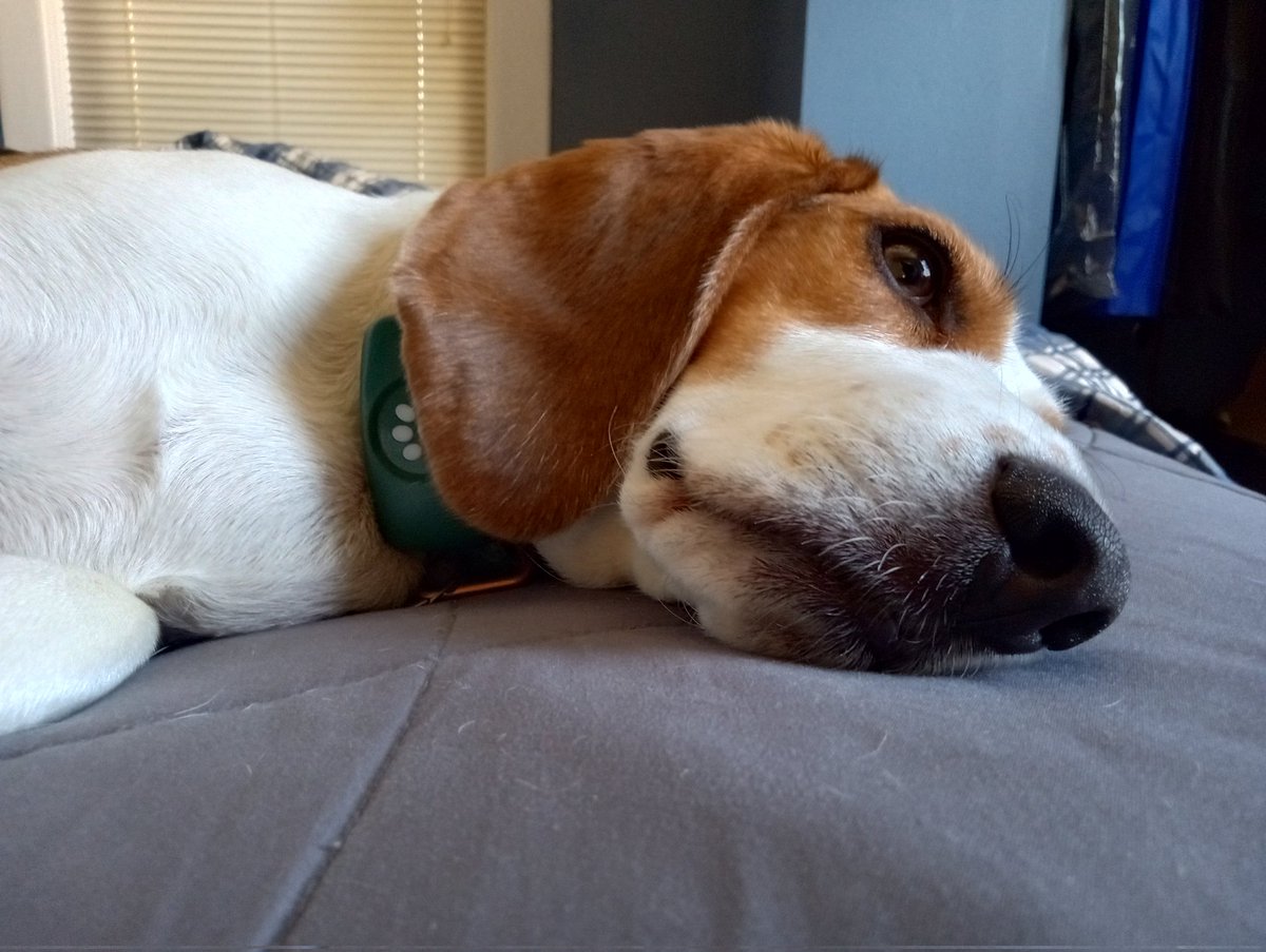 WeeklyBeagle's tweet image. So der I was, tryin' ta do muh mornin' business when all a sudden dis meanie butt bird did a 💩 on muh head. Seriously, it was right smack dab in da middle a muh head. Da Beagle Daddy Guy did me a quick baff which kinda helped but still, can y'all imagine da indignity.#NoRespect