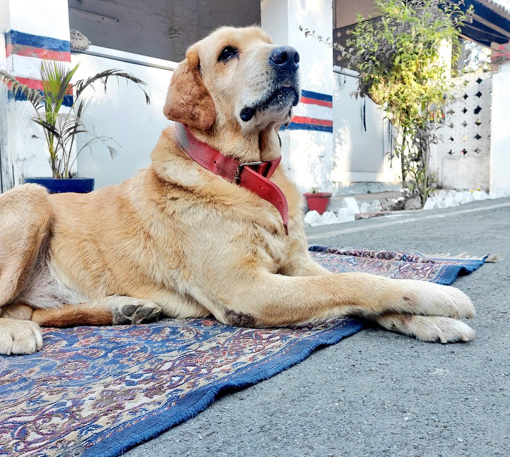 PRODefDehradun's tweet image. #ArmyCanine

Uttarakhand Sub Area #Provost Unit paid homage to Army No 3B43 "GOPAL" (Labrador), an adopted Superannuated Canine from RVC, in a solemn wreath laying ceremony at #Dehradun.
  
GOPAL had participated in numerous missions during his decade plus #ServicetotheNation.
