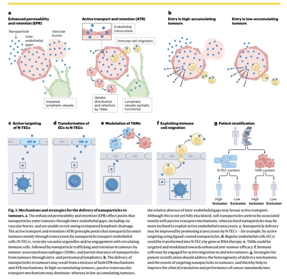 Twan Lammers (@twan_lammers) on Twitter photo Out now in <a href="/natrevbioeng/">Nature Reviews Bioengineering</a>
EPR Effect vs. ATR Principle
How do nanoparticles accumulate in tumors? Not surprisingly, the answer is “it depends”. On the intrinsic leakiness of the tumor and on the type of nanoparticle used.
Check out the full comment👇
nature.com/natrevbioeng/v… Out now in <a href="/natrevbioeng/">Nature Reviews Bioengineering</a>
EPR Effect vs. ATR Principle
How do nanoparticles accumulate in tumors? Not surprisingly, the answer is “it depends”. On the intrinsic leakiness of the tumor and on the type of nanoparticle used.
Check out the full comment👇
nature.com/natrevbioeng/v…