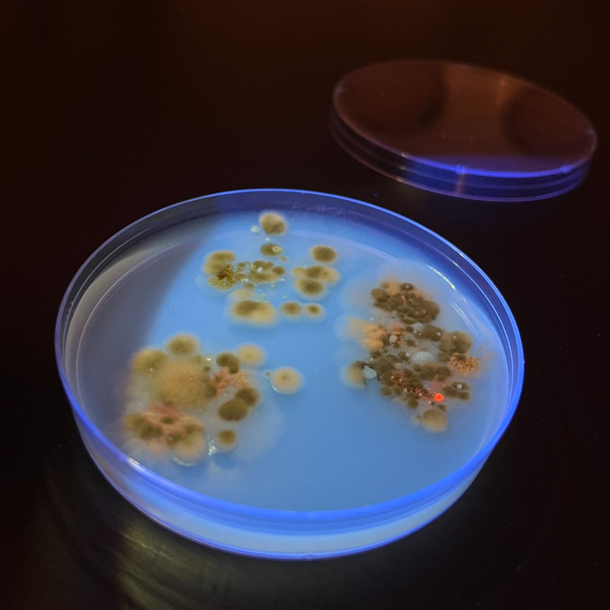 Let's be honest, as microbiologists, we're all bonded in loving our study organisms like a group of people who own ugly dogs. #microscopicfurbaby