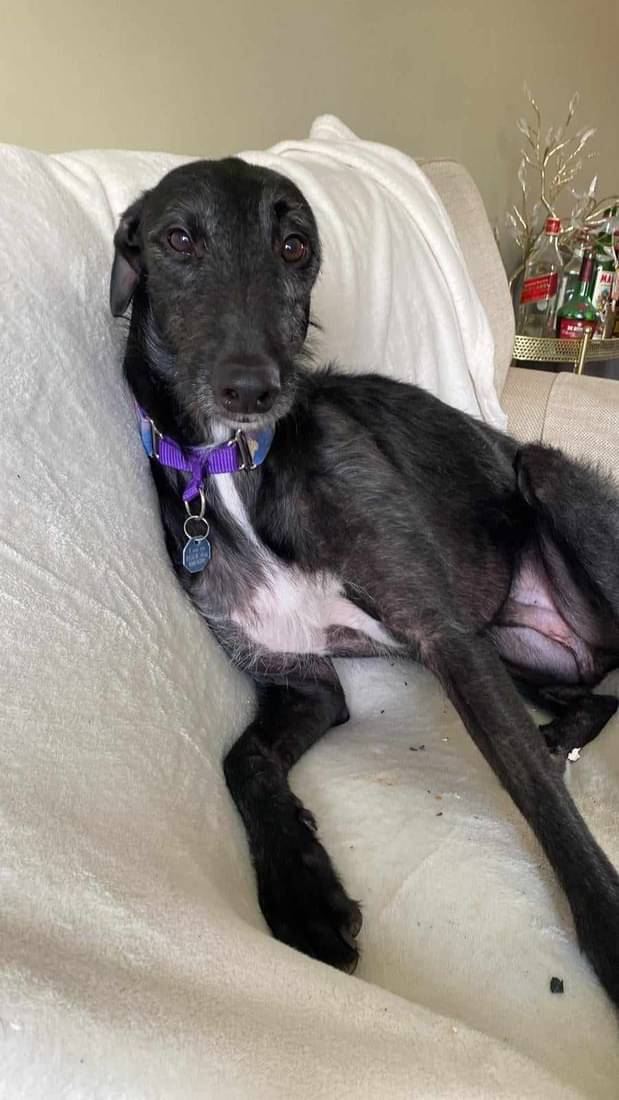 Mushroom251's tweet photo. Afternoon all  
Handsome me thinks still waiting for my #foreverhome 
Call my friends https://t.co/zB1qeEoCpv.I'm
#uk https://t.co/inAp0qmMFD
